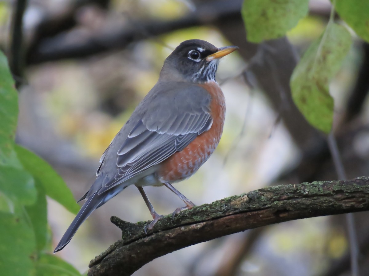 Дрізд мандрівний - ML644572325