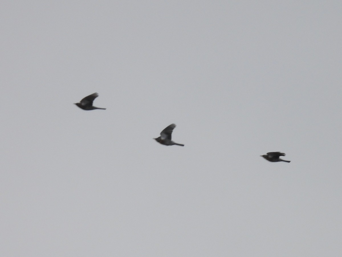 Fieldfare - ML644572328