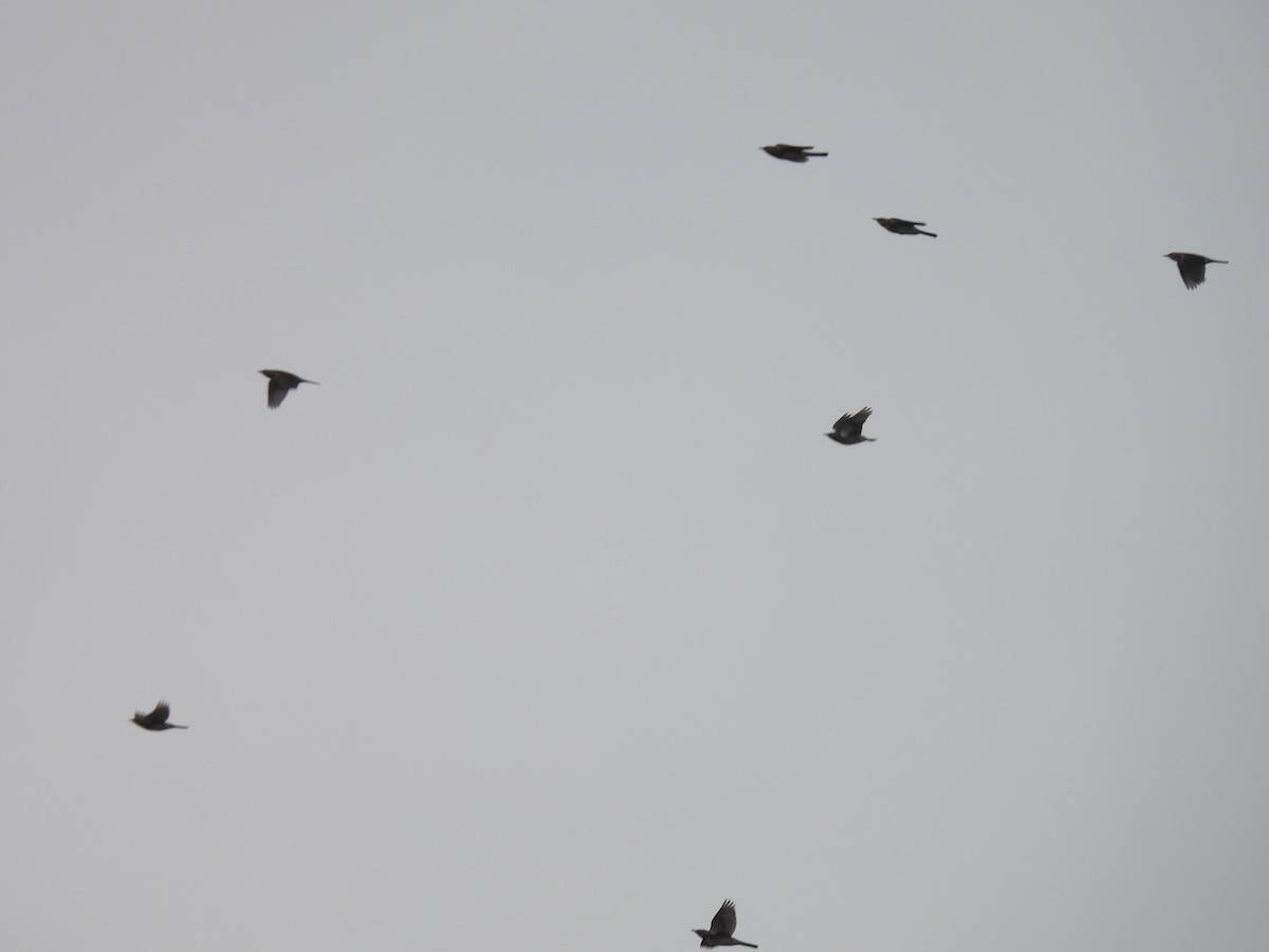 Fieldfare - ML644572329