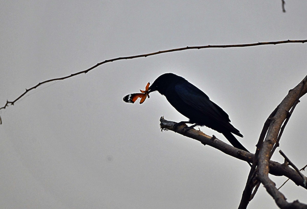 Black Drongo - ML644572331