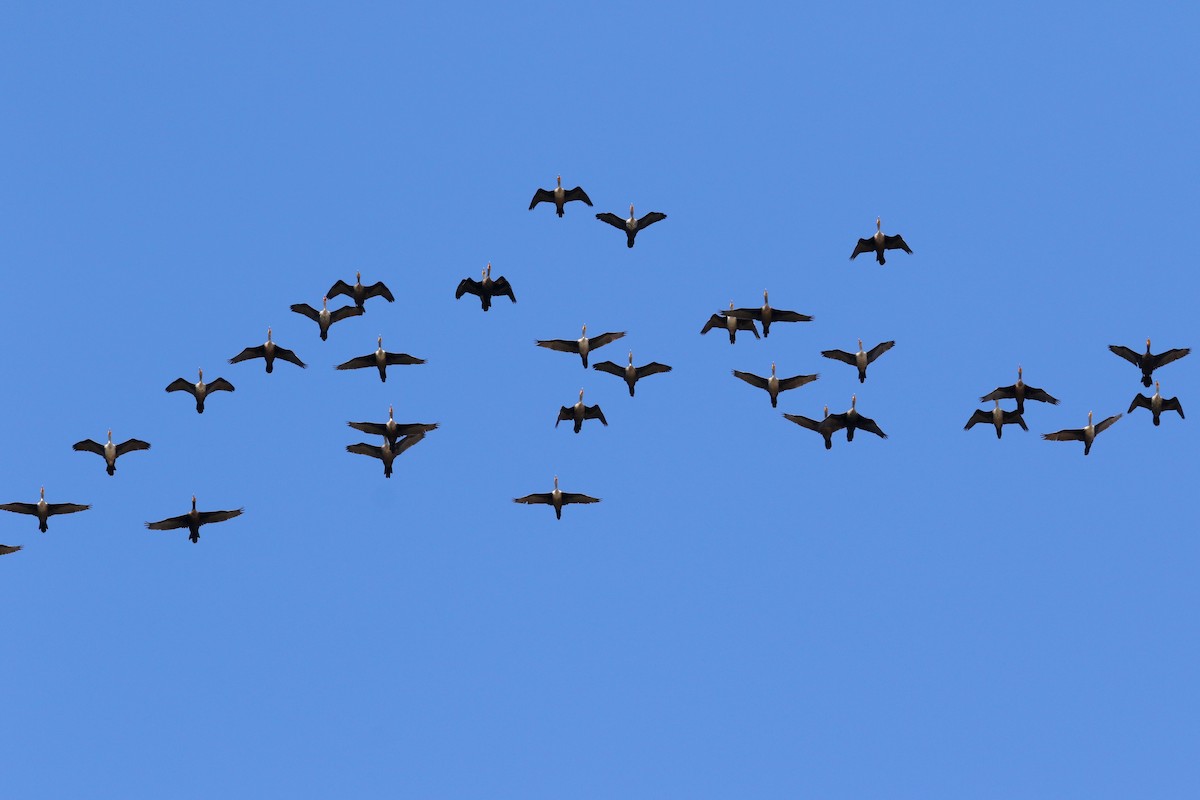 Double-crested Cormorant - ML644572334