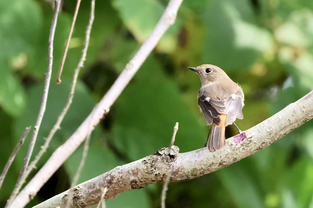 Daurian Redstart - ML644572337