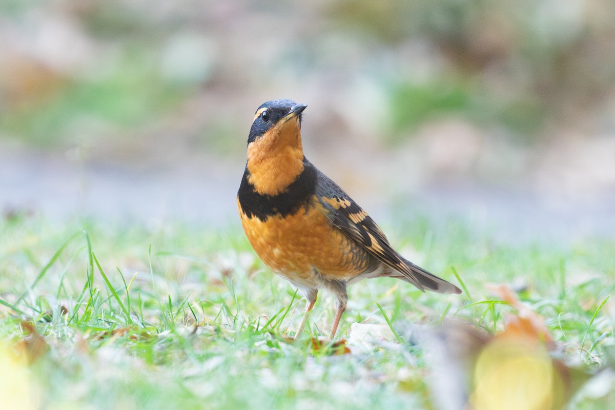 Varied Thrush - ML644572345
