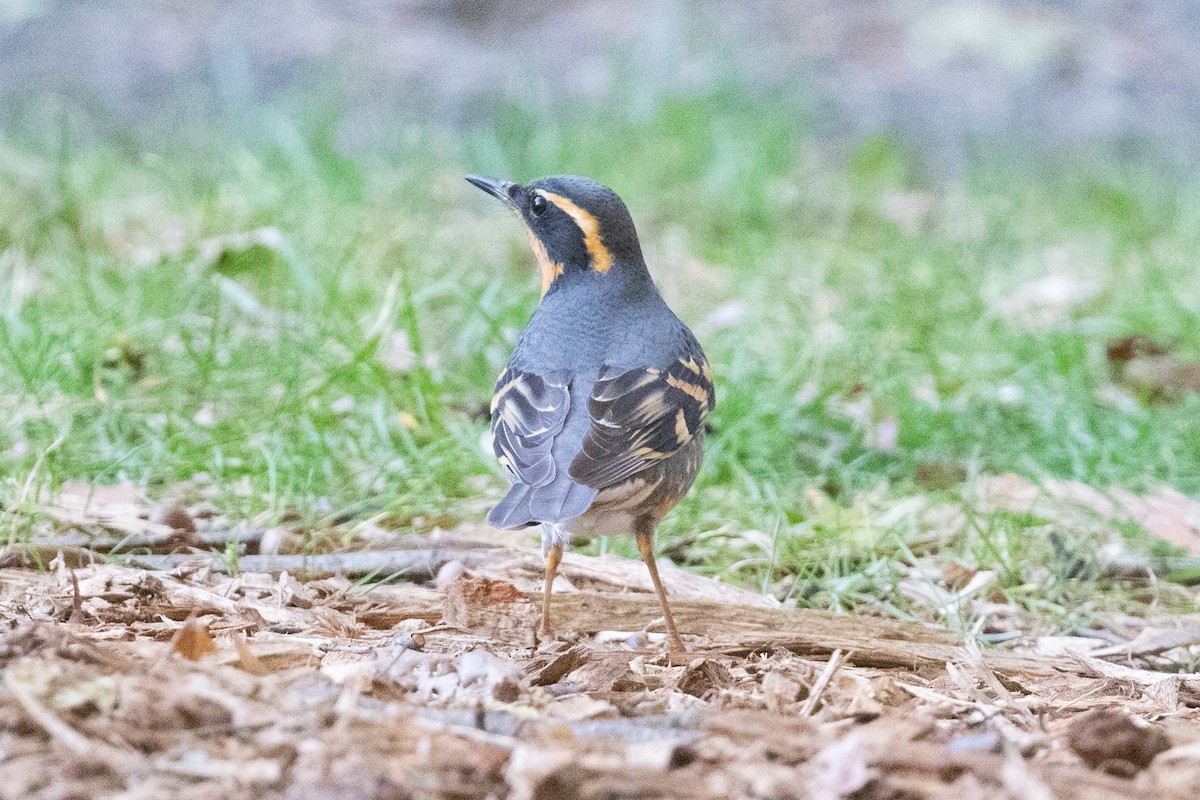 Varied Thrush - ML644572346