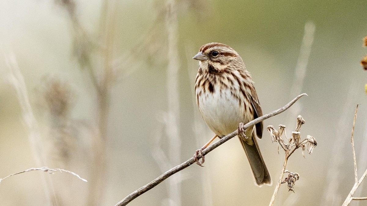 Song Sparrow - ML644572347