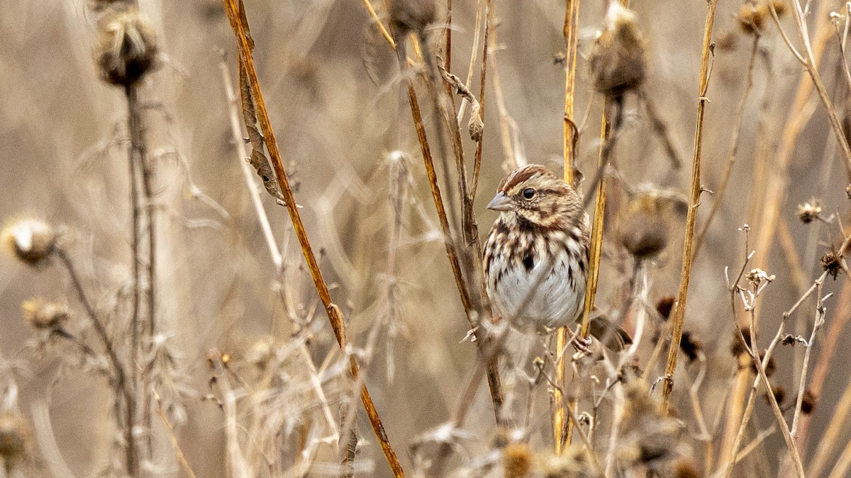 Song Sparrow - ML644572348