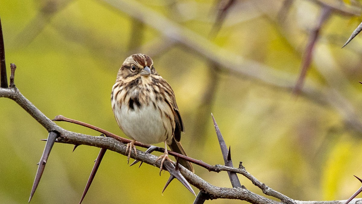 Song Sparrow - ML644572349