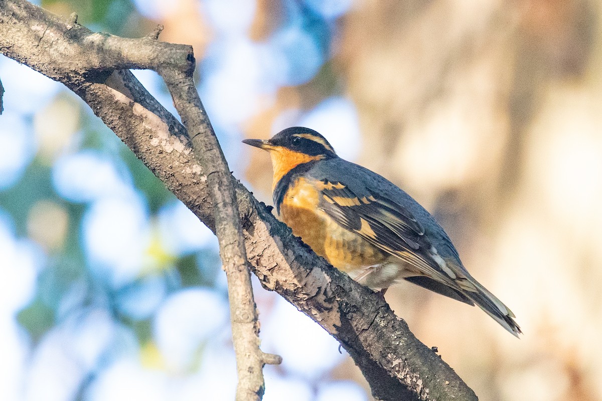 Varied Thrush - ML644572350