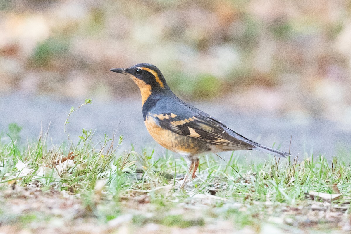 Varied Thrush - ML644572351