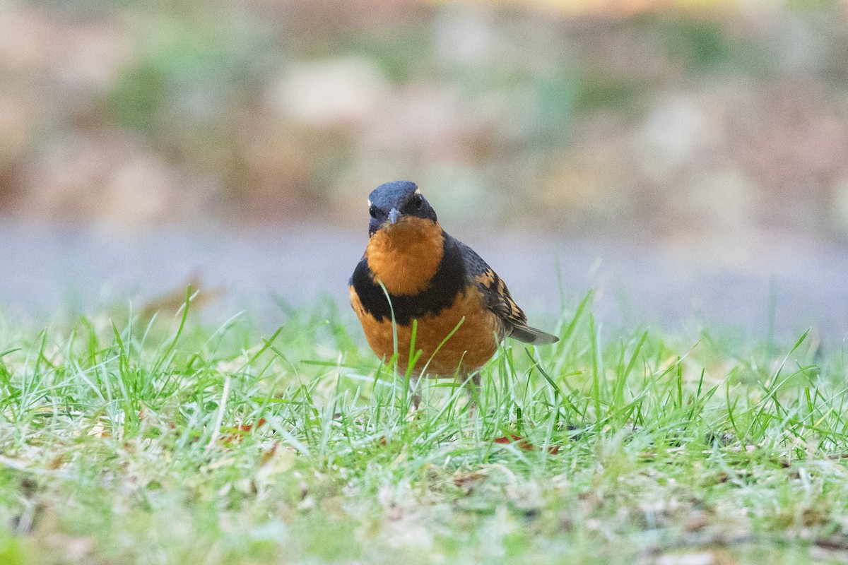 Varied Thrush - ML644572352
