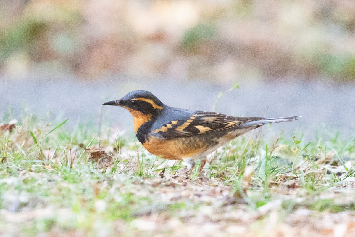 Varied Thrush - ML644572353