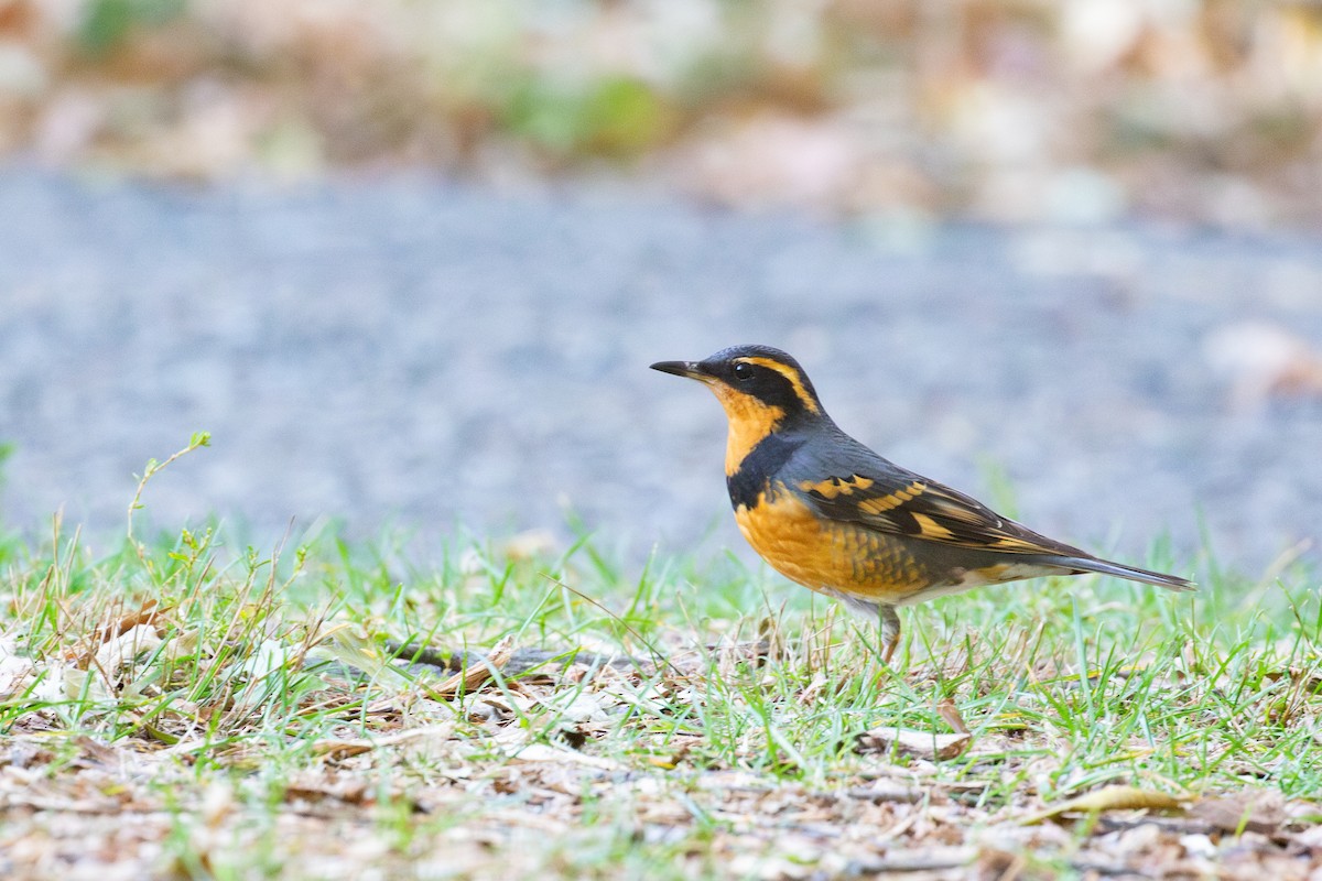Varied Thrush - ML644572354