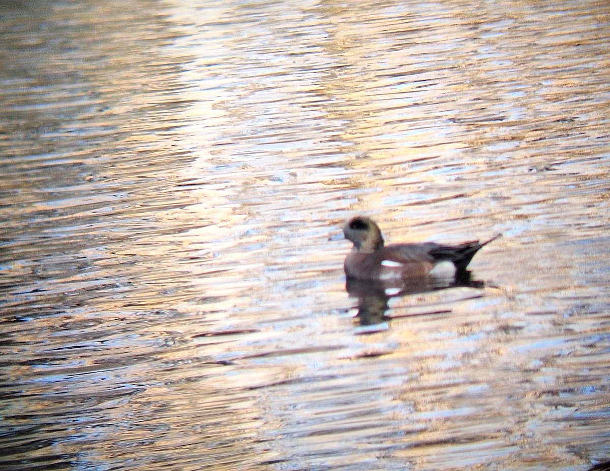 American Wigeon - ML644572355