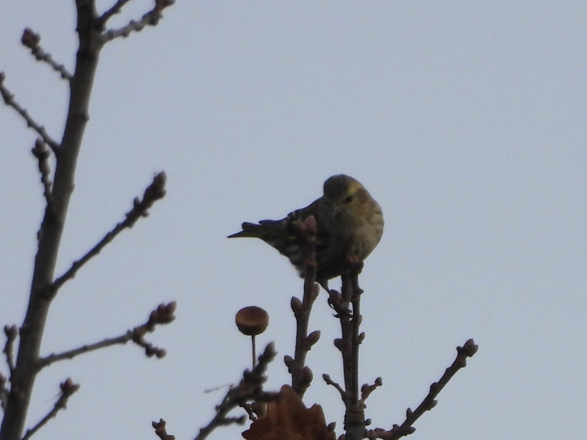 Eurasian Siskin - ML644572356