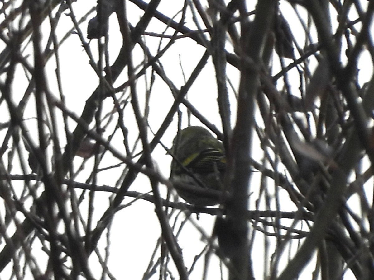 Eurasian Siskin - ML644572357