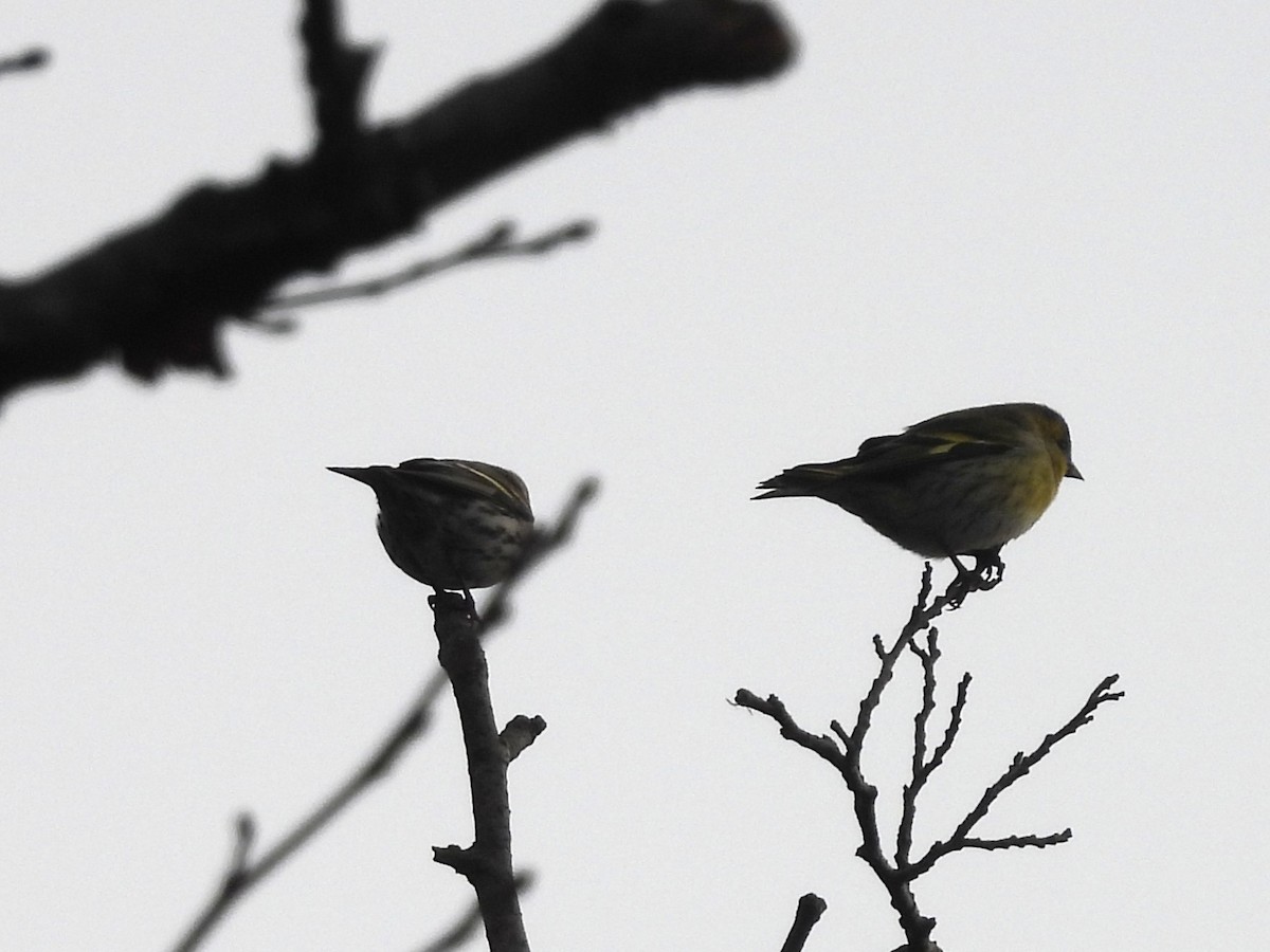 Eurasian Siskin - ML644572358