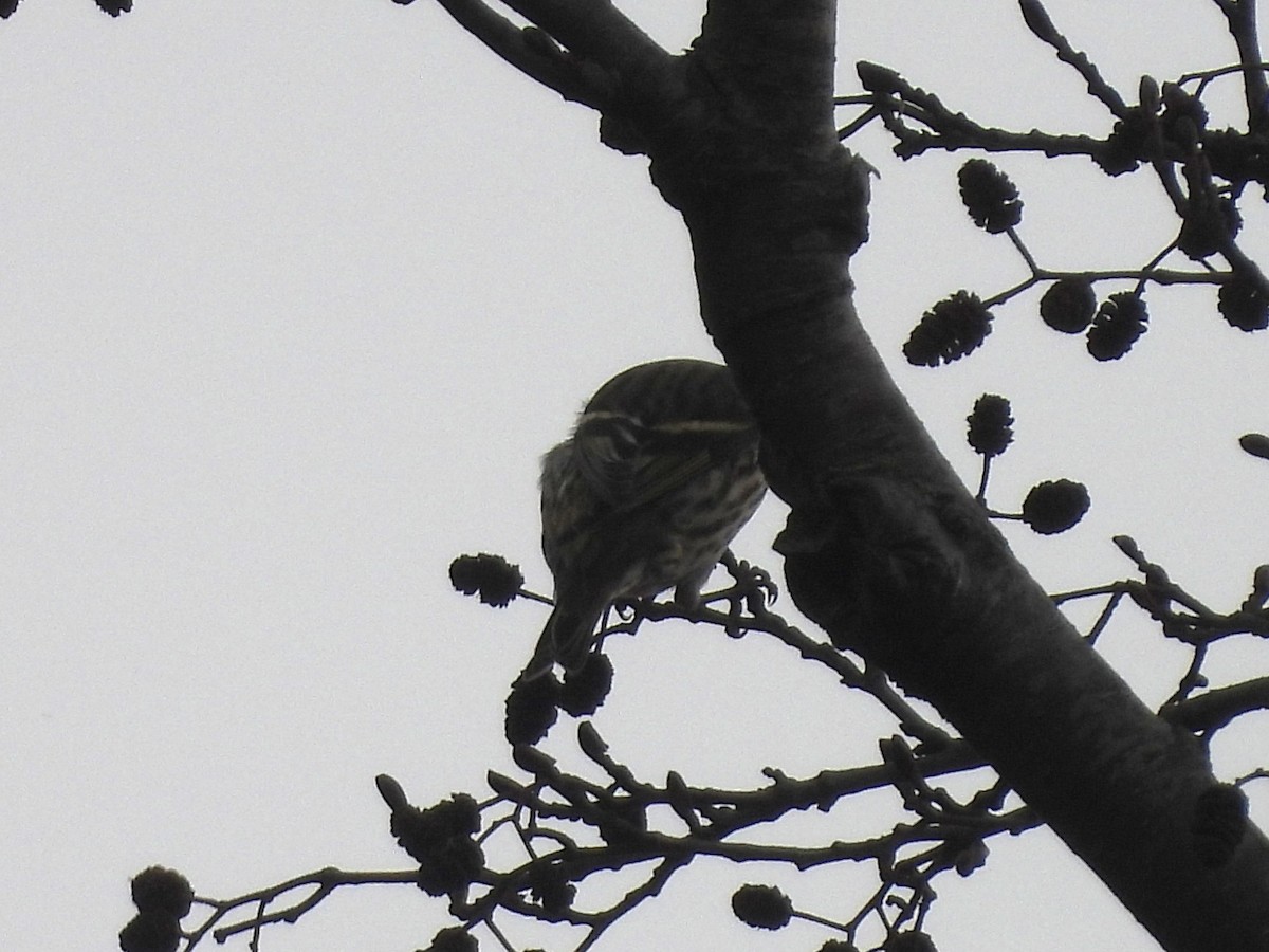 Eurasian Siskin - ML644572359