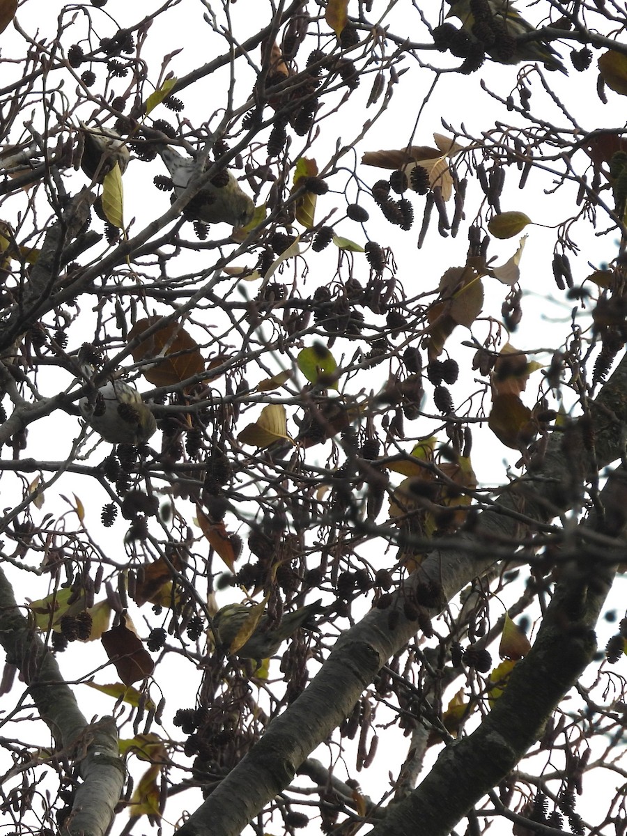 Eurasian Siskin - ML644572360