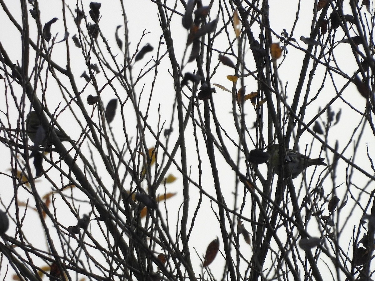 Eurasian Siskin - ML644572361