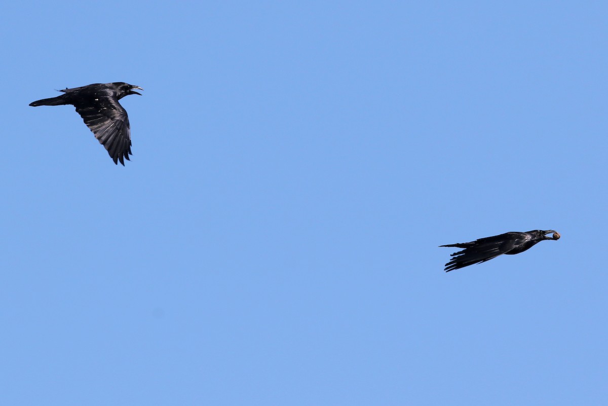 Common Raven - ML644572362