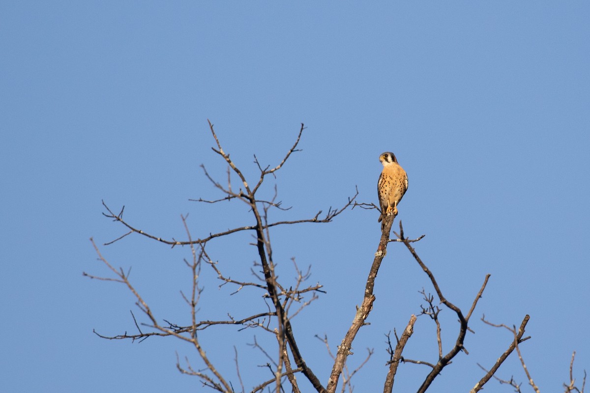 American Kestrel - ML644572364