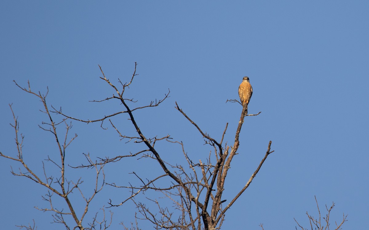 American Kestrel - ML644572366