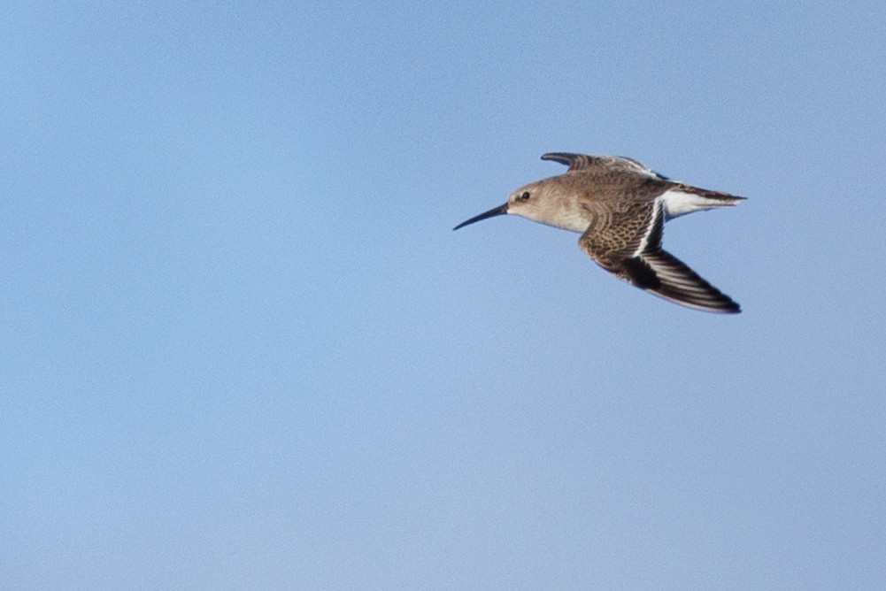 Dunlin - ML644572367