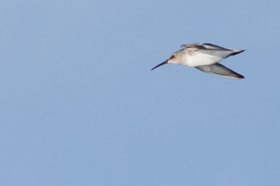 Dunlin - ML644572369