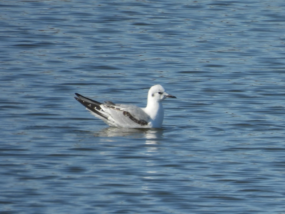 Bonaparte's Gull - ML644572370
