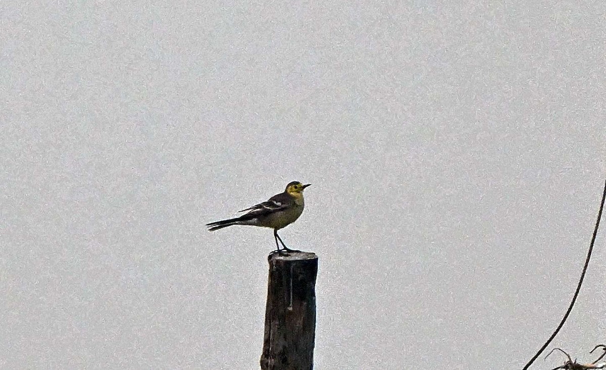 Citrine Wagtail - ML644572371