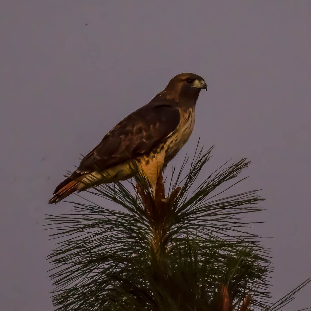 Канюк неоарктичний - ML644572372