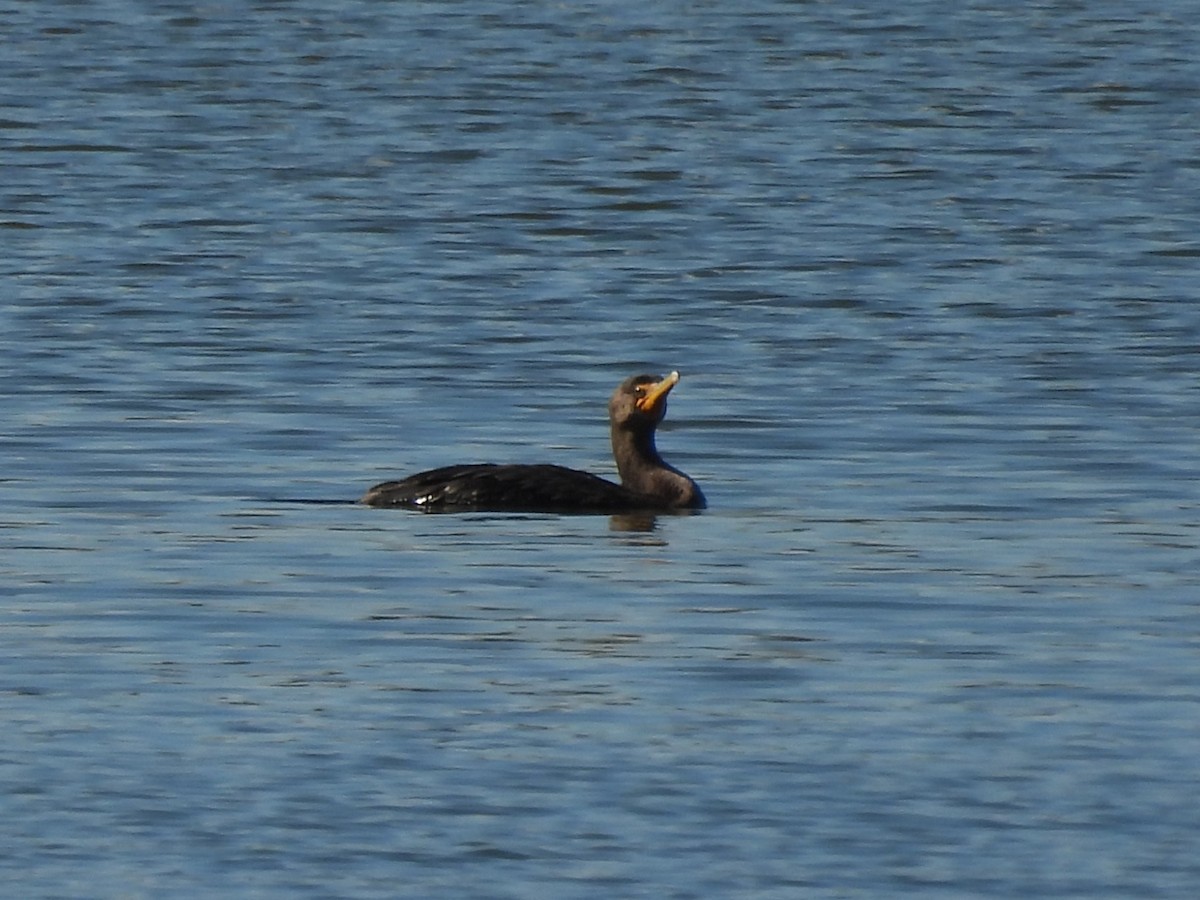 Double-crested Cormorant - ML644572378