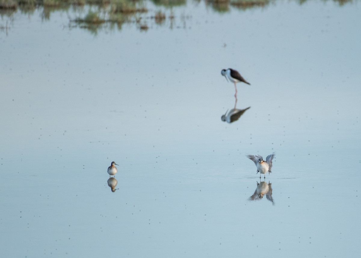 Wilson's Phalarope - ML644572380