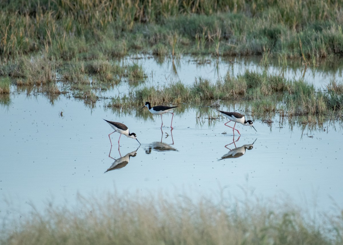 Black-necked Stilt - ML644572386