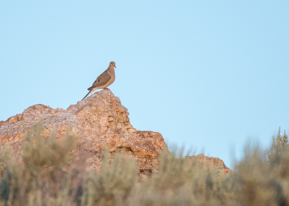 Mourning Dove - ML644572391
