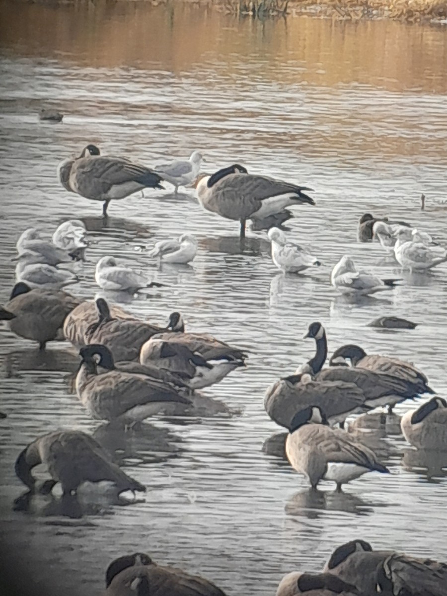 Казарка канадська - ML644572394