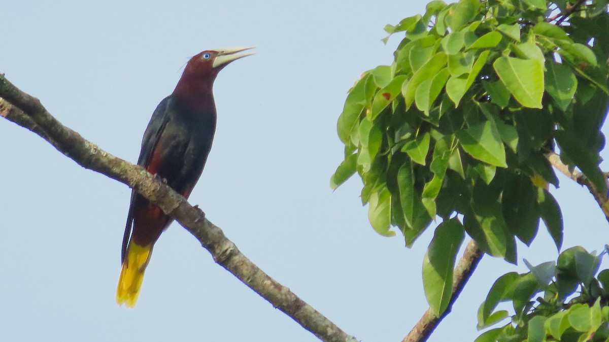 Каштановоголовая оропендола - ML644572396