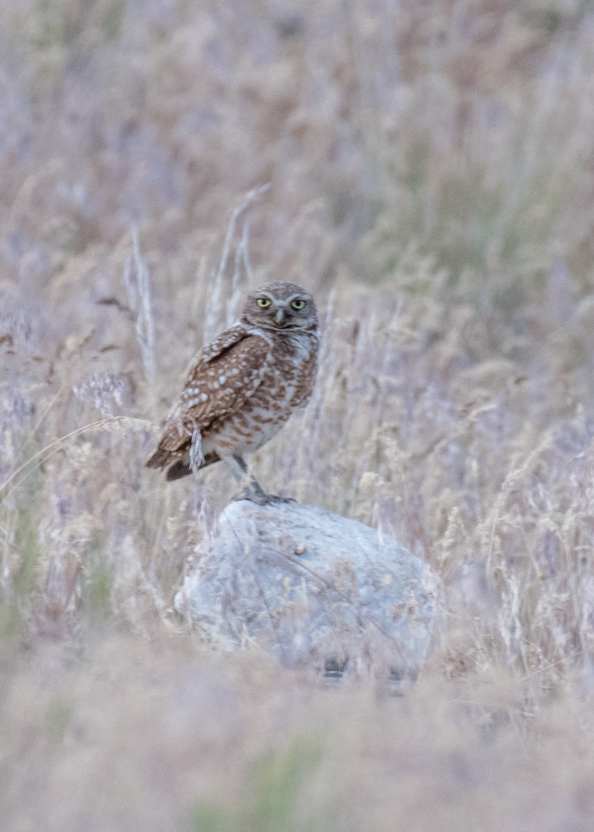 Burrowing Owl - ML644572401