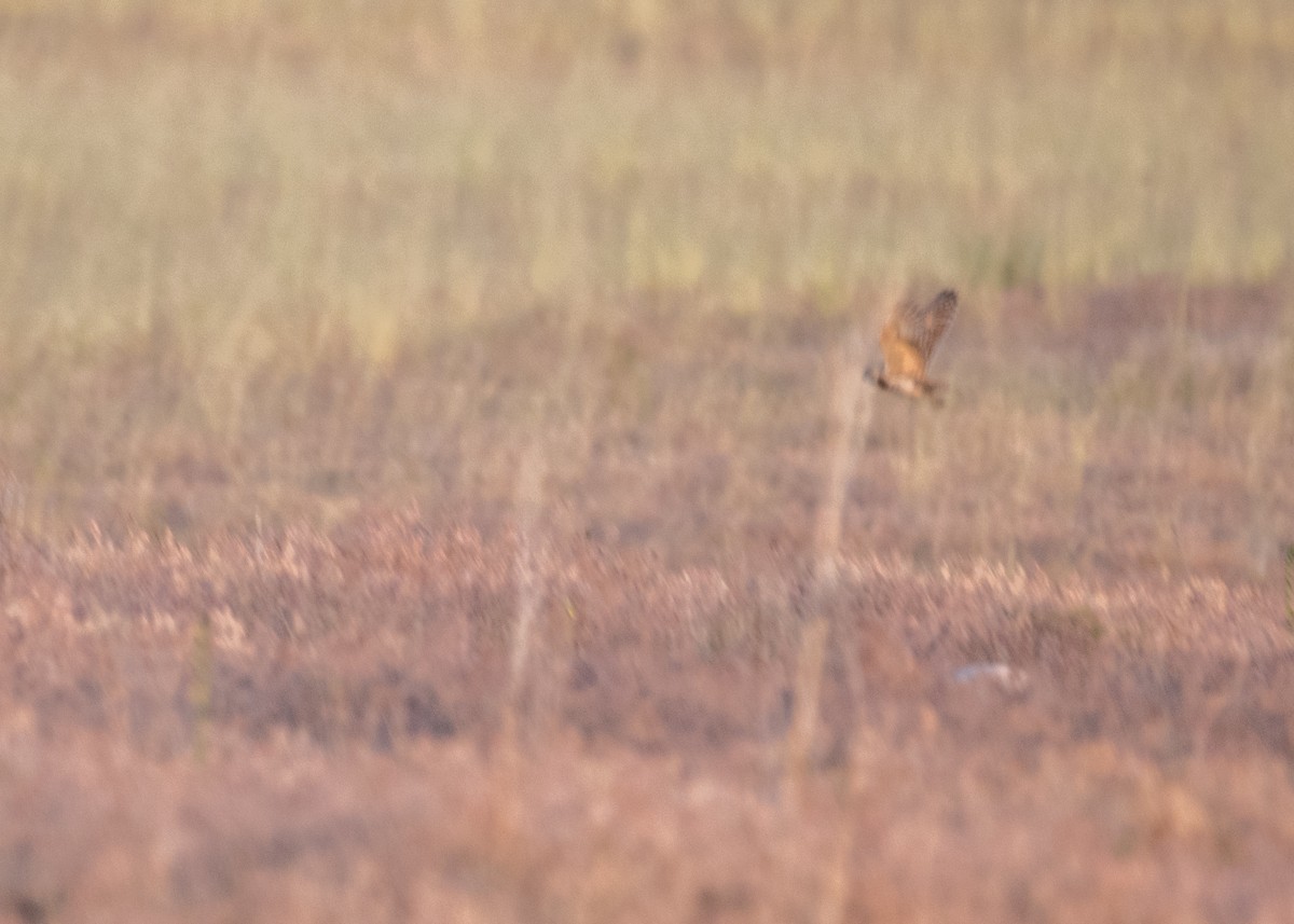 Burrowing Owl - ML644572402