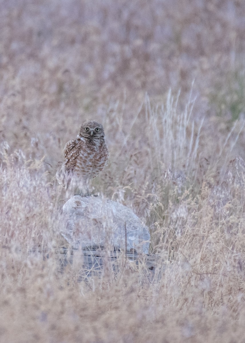 Burrowing Owl - ML644572403