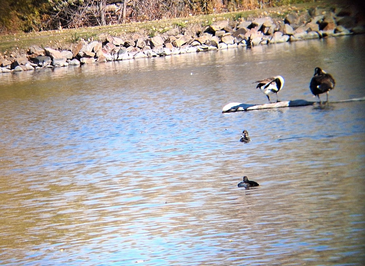 purpurhodeand - ML644572425