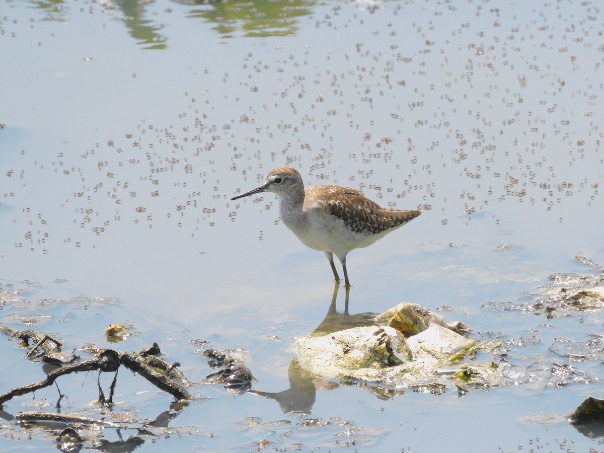 Wood Sandpiper - ML644572427