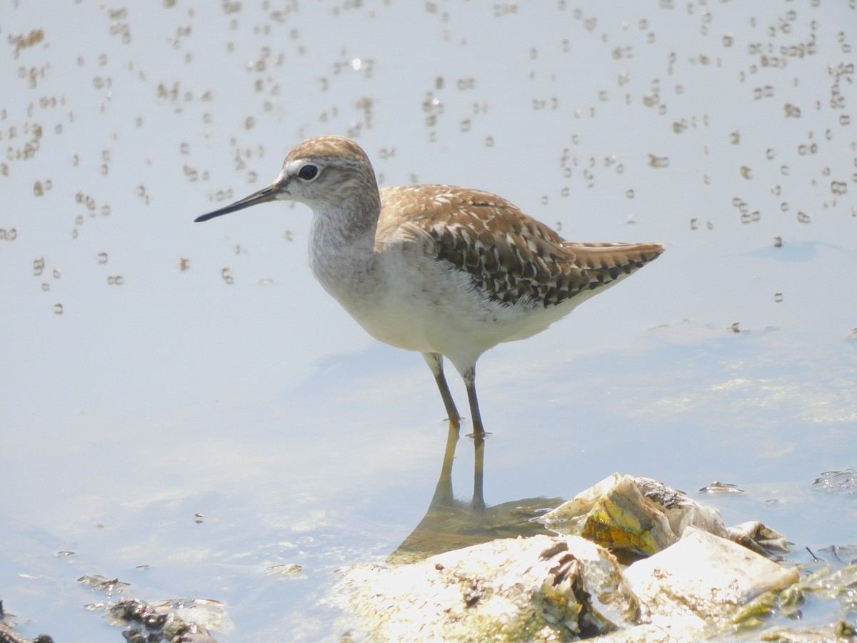 Wood Sandpiper - ML644572428