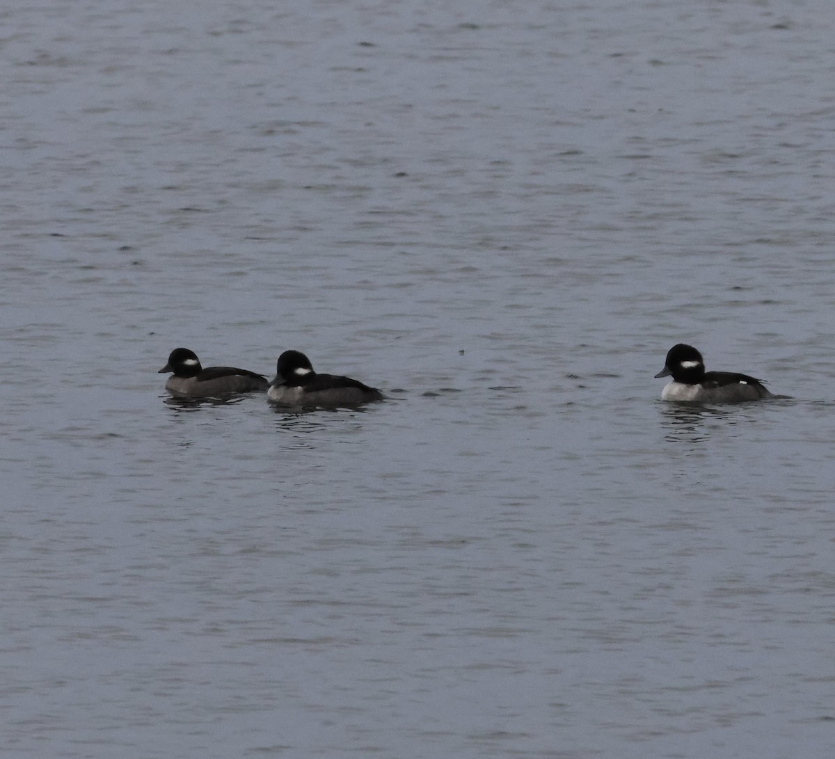 Bufflehead - ML644572429