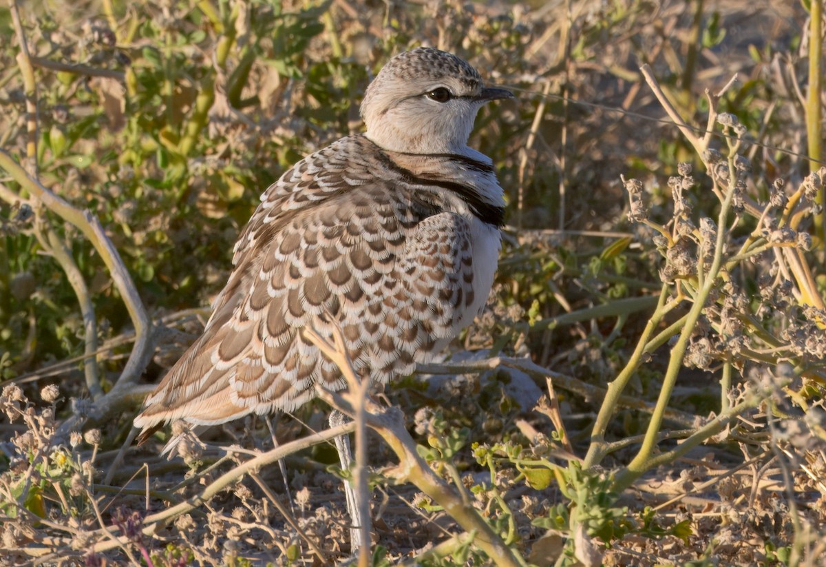 フタオビスナバシリ - ML644572431