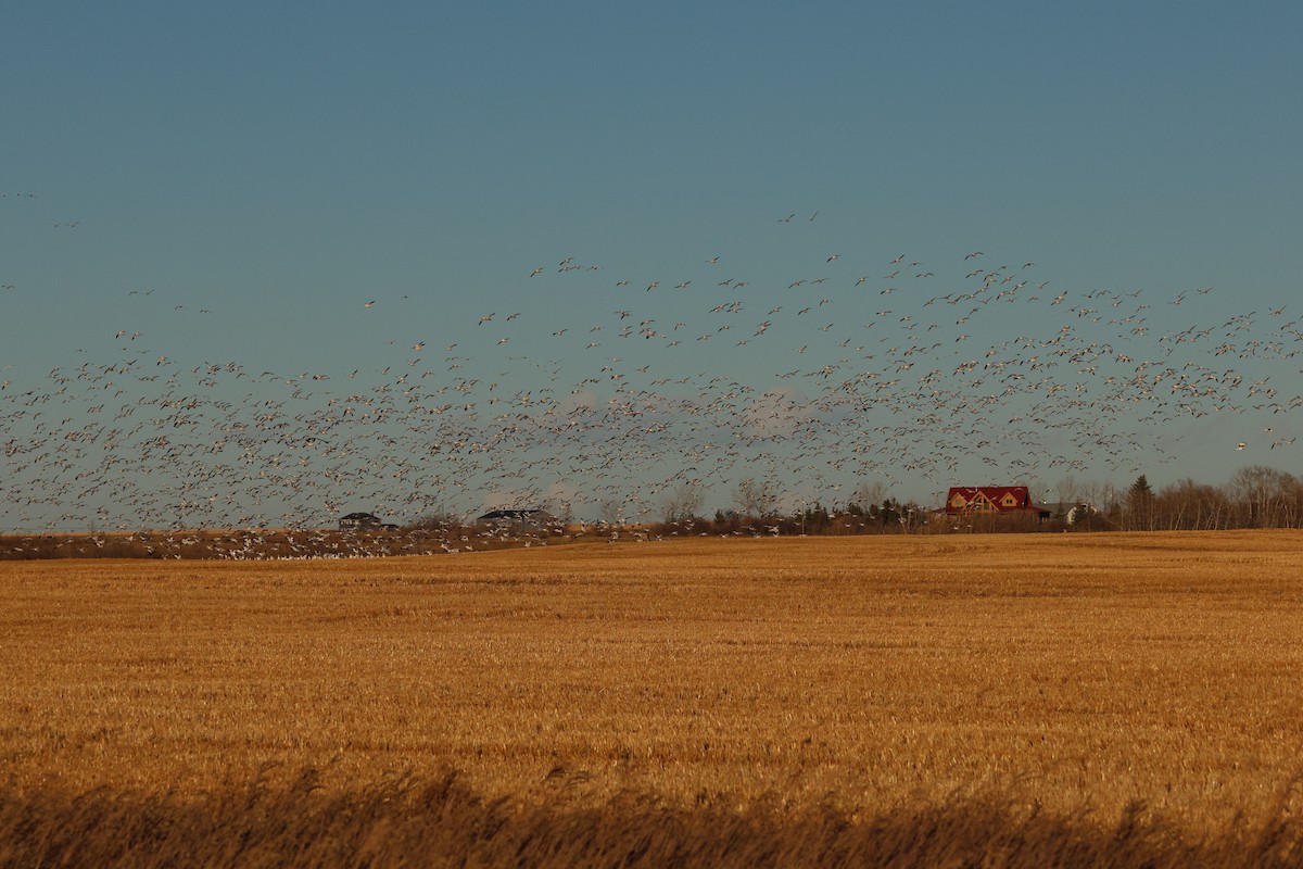 Snow Goose - ML644572432