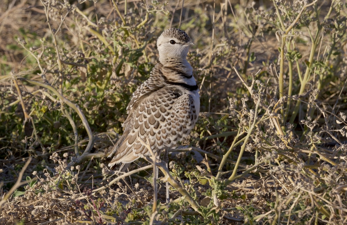 フタオビスナバシリ - ML644572433