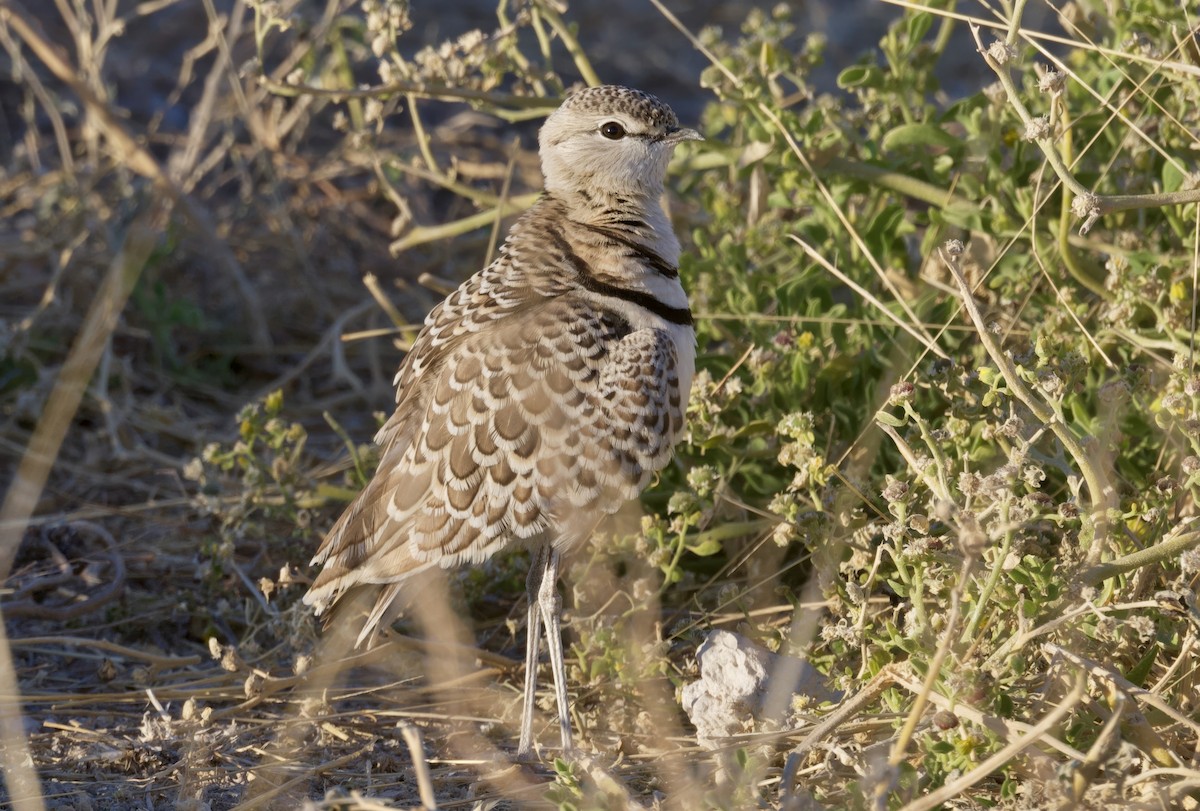 フタオビスナバシリ - ML644572434
