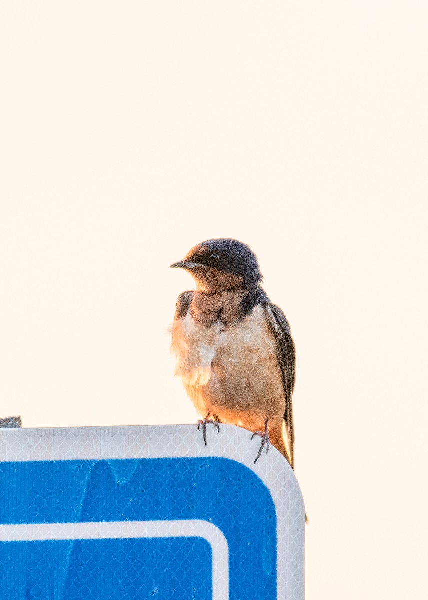 Асрын хараацай - ML644572435