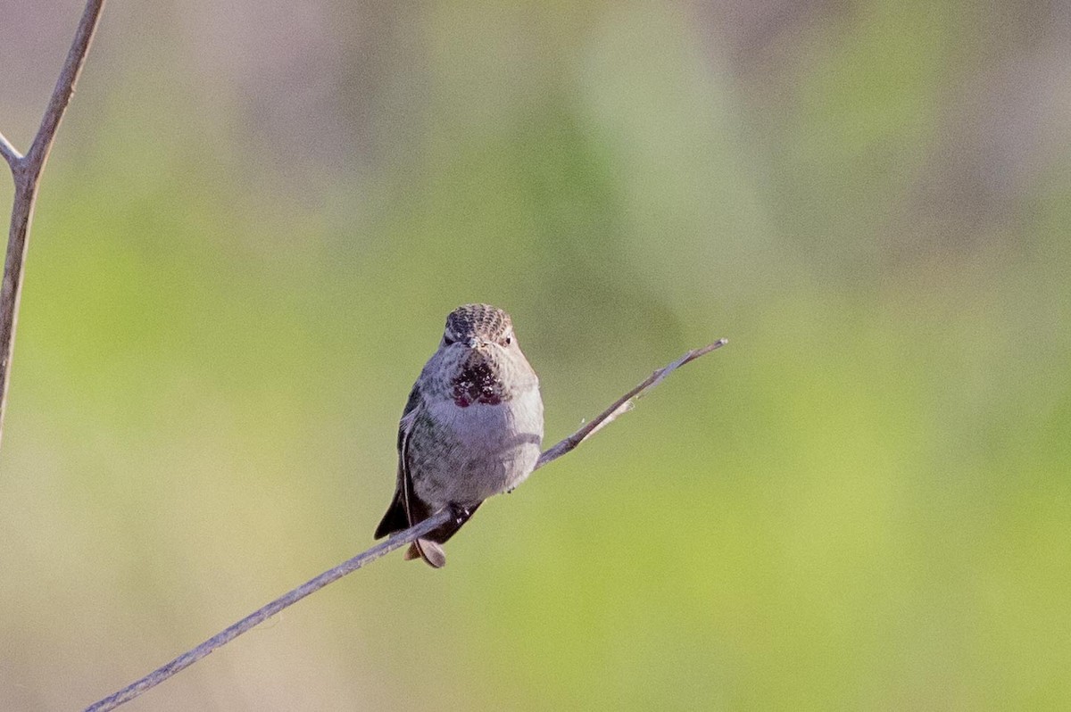 Anna's Hummingbird - ML644572437